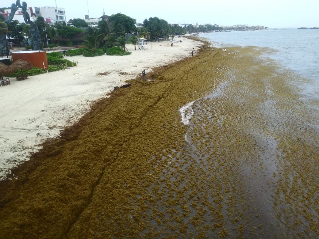 Destinará Solidaridad 90 mdp para combatir sargazo