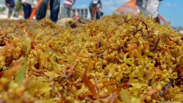 Se han retirado más de 133 mil metros cúbicos de sargazo en 41 puntos costeros de Q. Roo