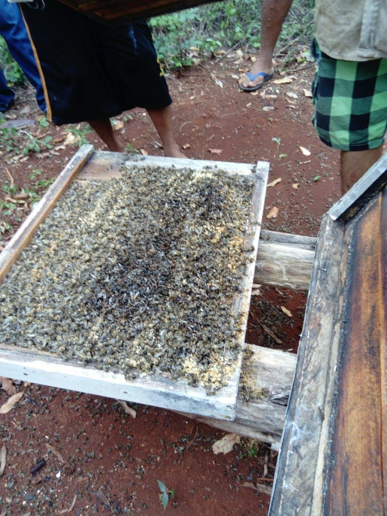 Apicultores denuncian envenenamiento de abejas