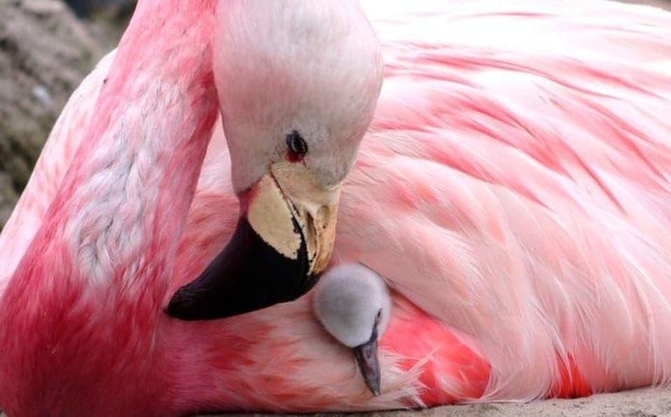 Después de 15 años flamencos andinos ponen huevos por onda de calor