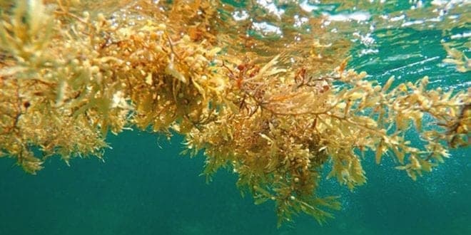 Colocarán vallas anti-sargazo en playas de Q. Roo