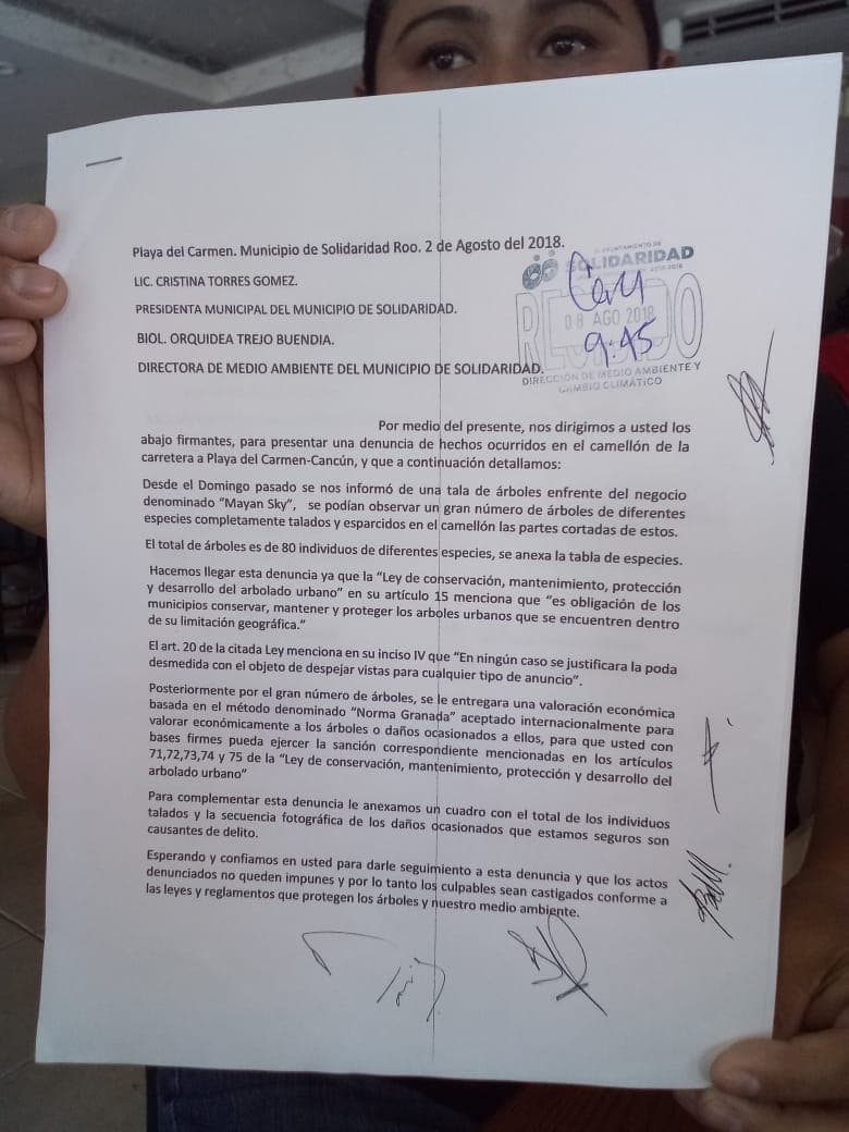 Interponen denuncia por tala de árboles en Solidaridad