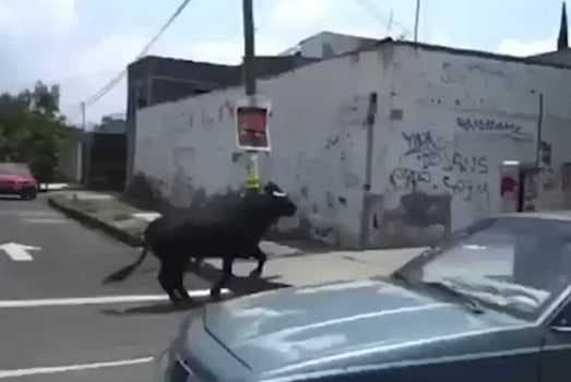 Toro escapa durante “pamplonada mexicana” y desata pánico entre la comunidad