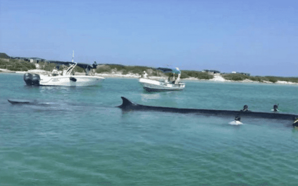 Más de 40 personas rescatan a ballena varada en isla de Quintana Roo