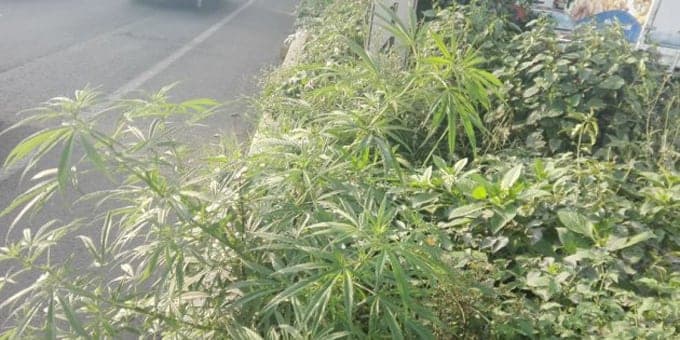 Siembran marihuana en plena avenida