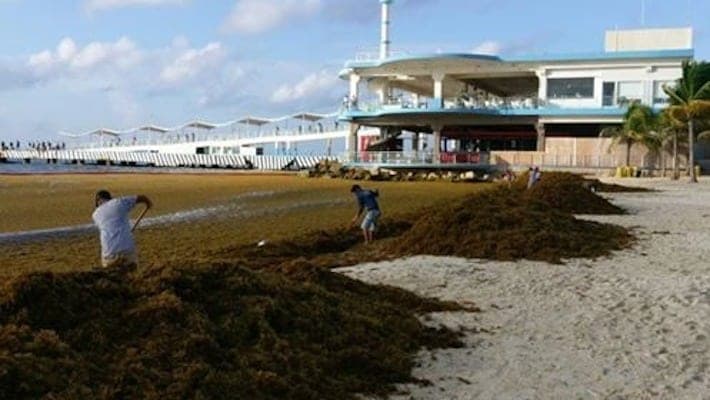 Abandona Arco playas del centro de Playa y deja cerros de sargazo