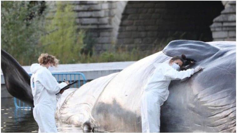 Galería: encuentran ballena varada en un río de Madrid