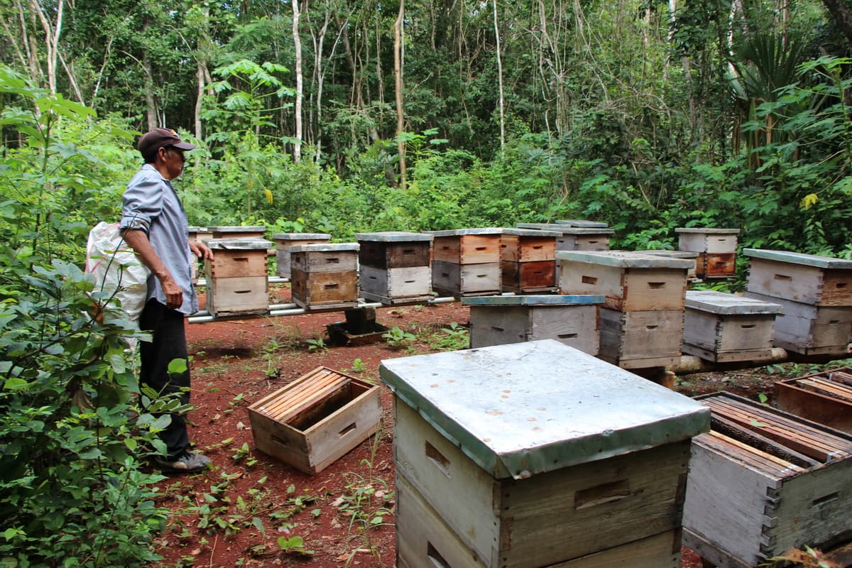 Analizará Sedarpe muerte de abejas