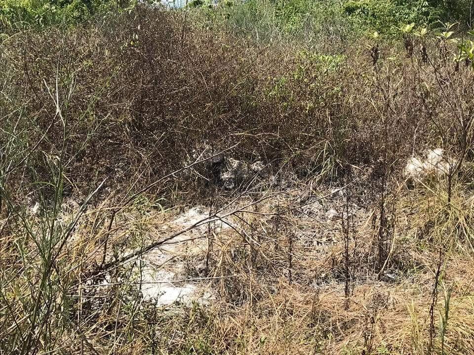 Vierten químicos en Tajamar para secar flora