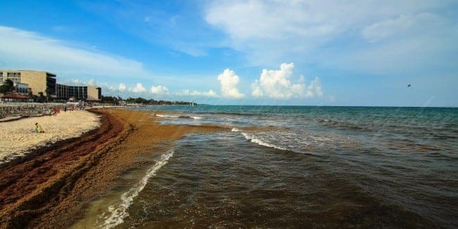 Buscan unificar criterios en tema del sargazo