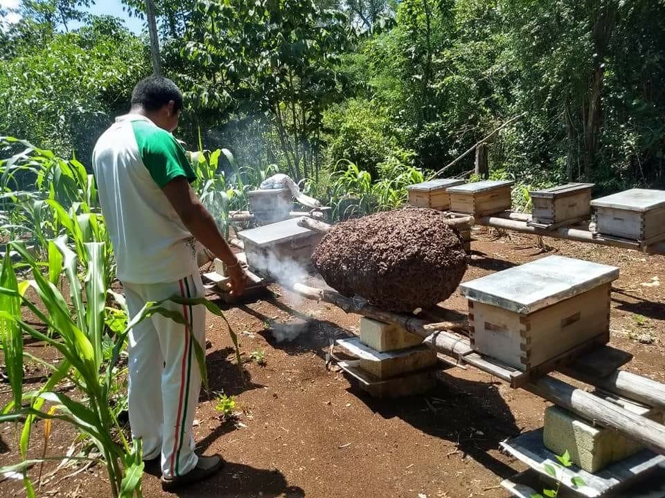Pesticidas ponen en riesgo a la apicultura
