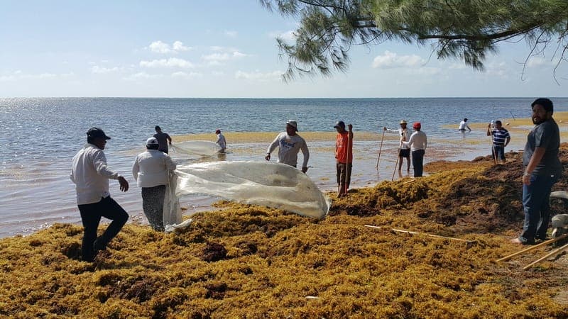 Unidos por Quintana Roo organizó jornadas de limpieza de sargazo en Playa del Carmen