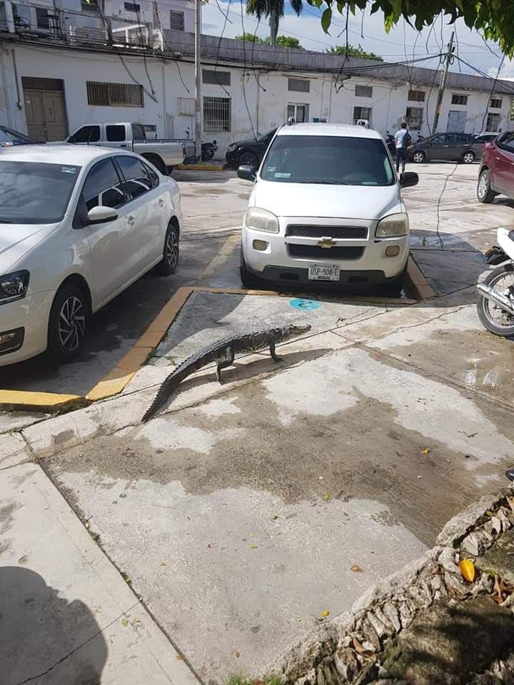 “Acecha” cocodrilo a empleado de gobierno