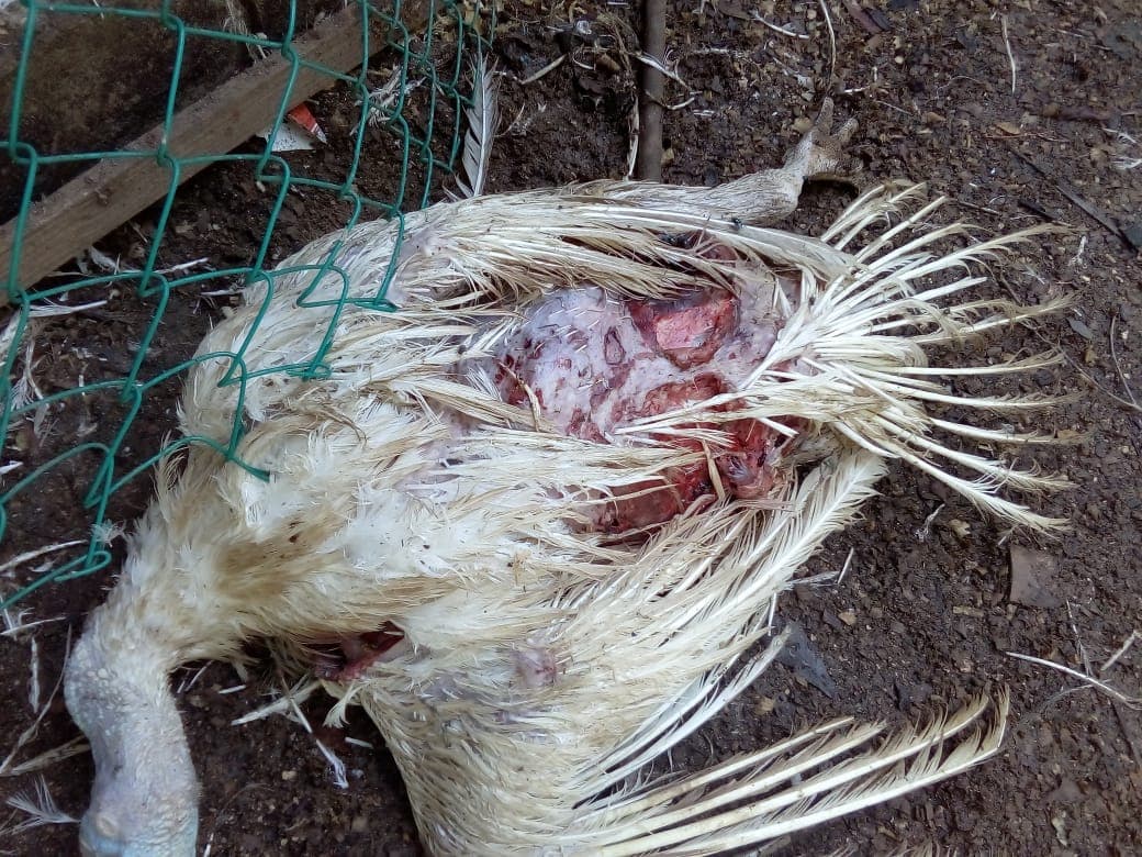 “Masacre” plumífera en rancho de Playa del Carmen