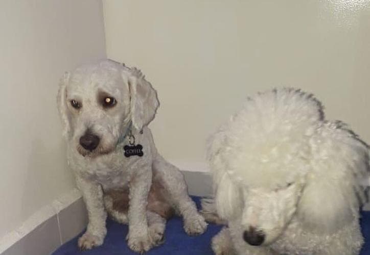 Menor de edad agrede a su perrito con toques eléctricos en Playa del Carmen