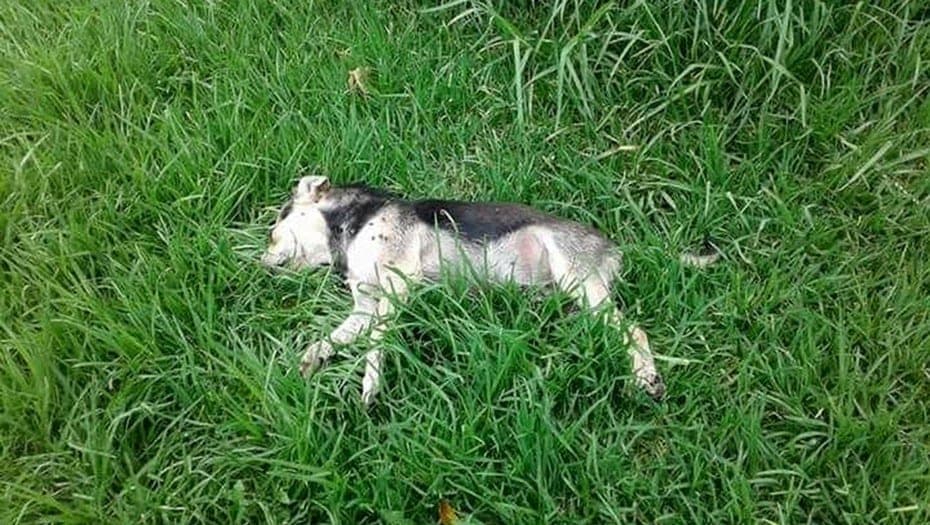 Envenenan animales en La Toscana de Solidaridad