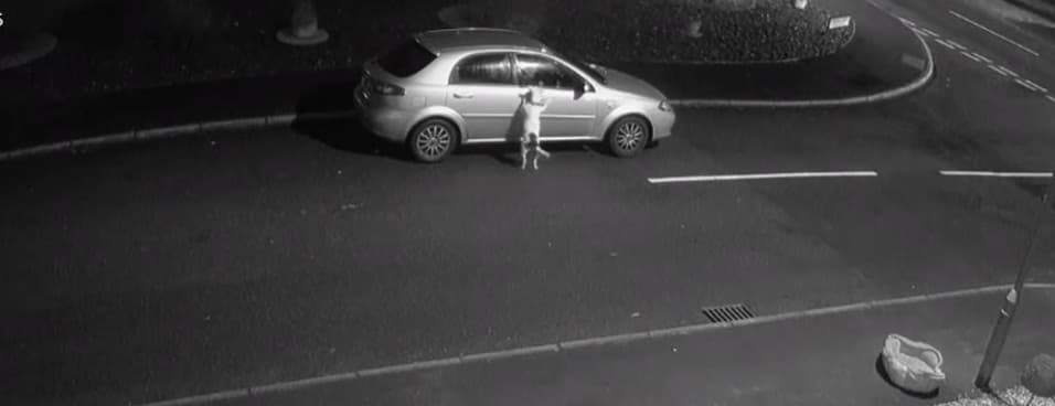 Captan el momento en que sujeto abandona a su perro antes de Navidad