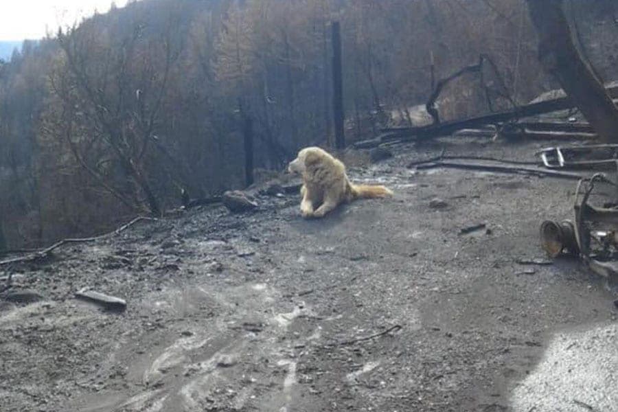 Perro espera a sus dueños en casa incendidada en California