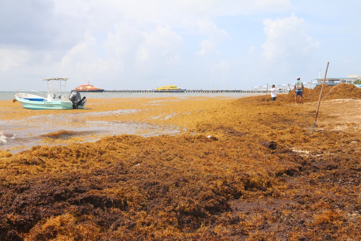 Francia colaborará en recolecta del sargazo en Quintana Roo