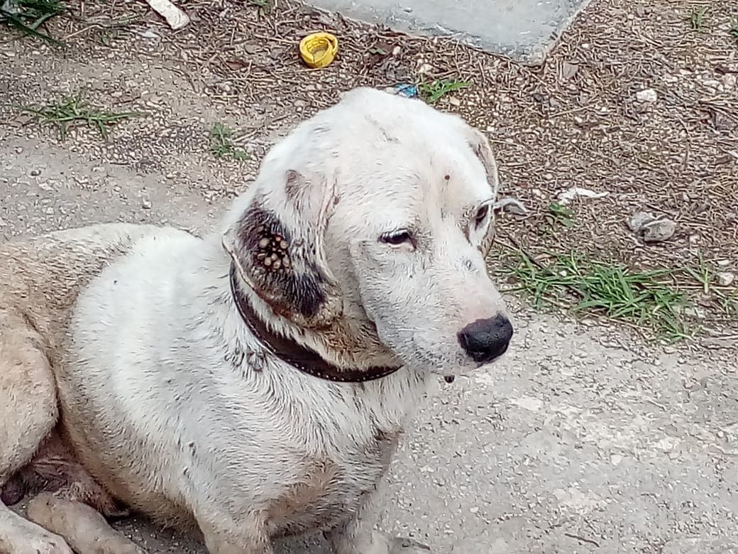 Matanza de perros en Kantunilkín