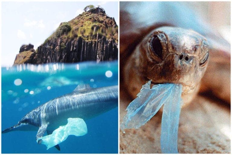 Estudio revela que en todos los mamíferos marinos existen restos de plástico