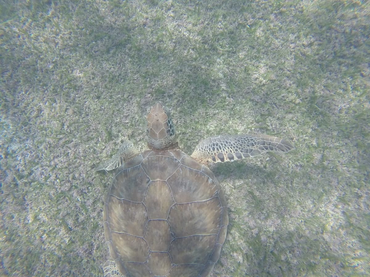 Recala tortuga muerta en Akumal