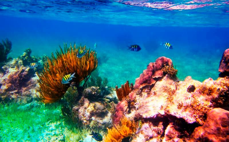 Mortandad de corales agrava crisis del sargazo en el Caribe Mexicano