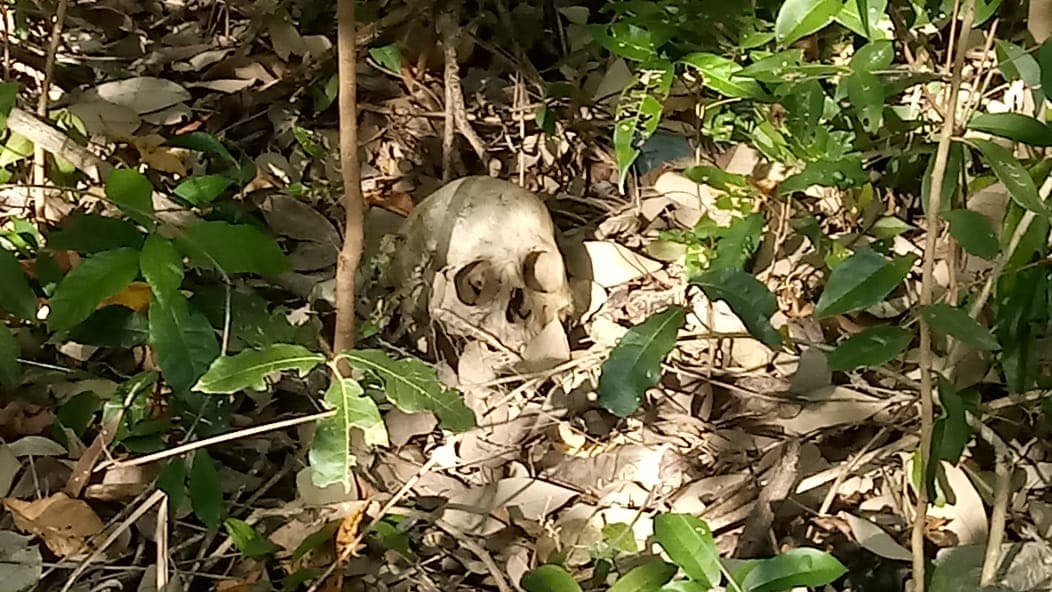 Aparece cráneo humano en área verde de Chetumal