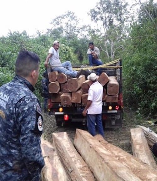 Acusan que quintanarroenses roban madera en Calakmul, Campeche