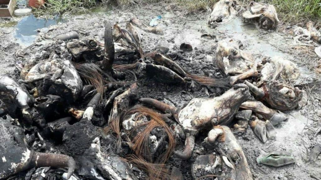 Denuncian predios llenos de basura y hasta restos de ganado en zona maya