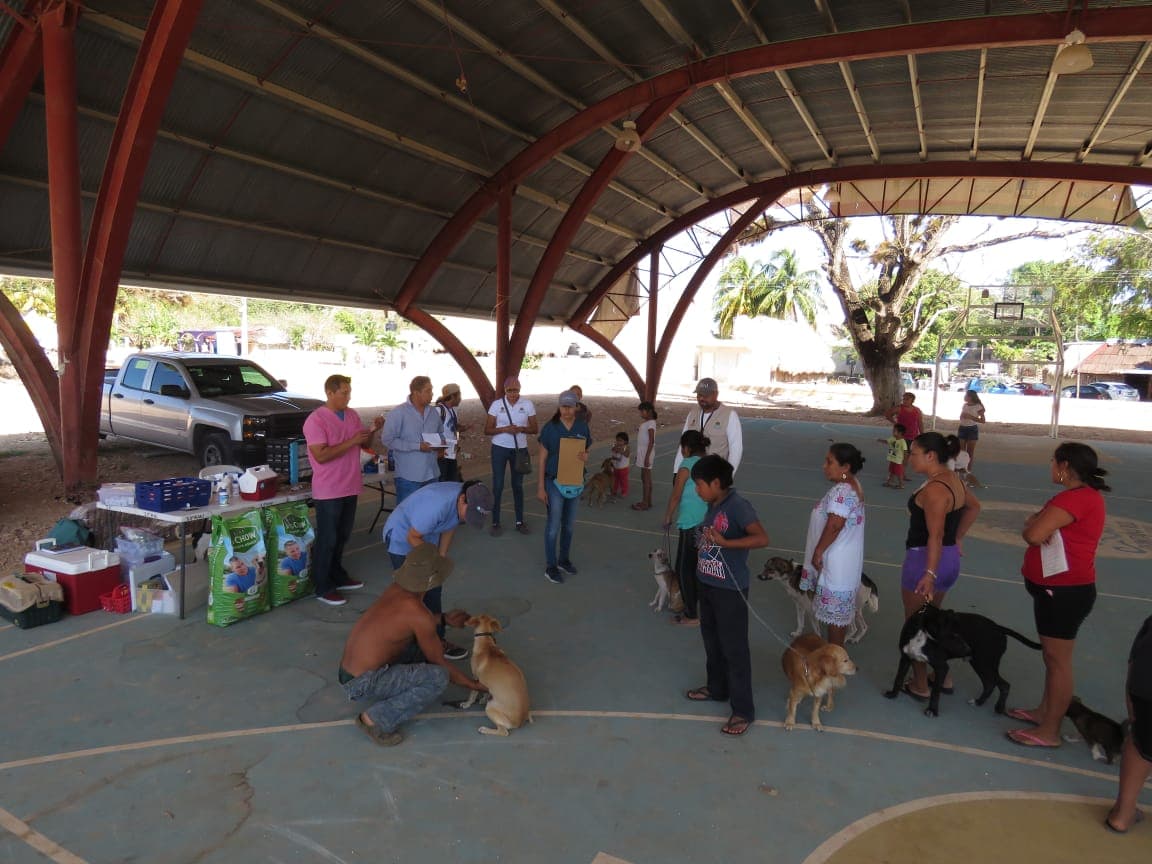 Brindan atención médica veterinaria gratuita en Carrillo Puerto