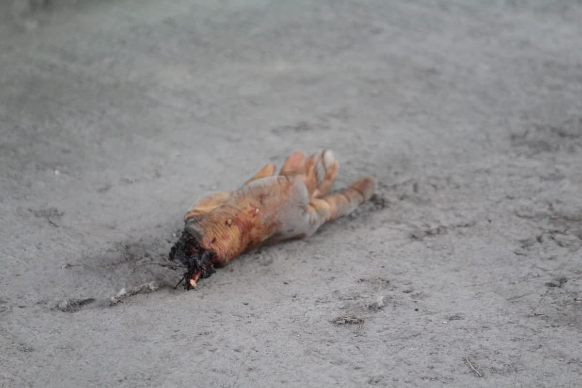 Hallan mano debajo de puente en Solidaridad