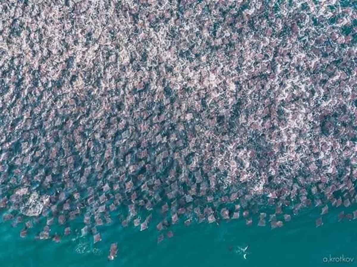 Puerto Escondido presenció el espectacular paso de miles de mantarrayas