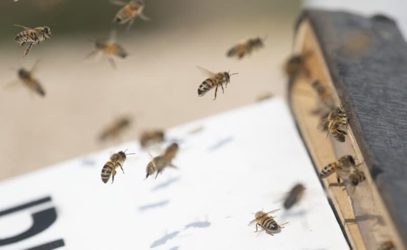 Abejas que vivían en Notre Dame sobrevivieron al incendio