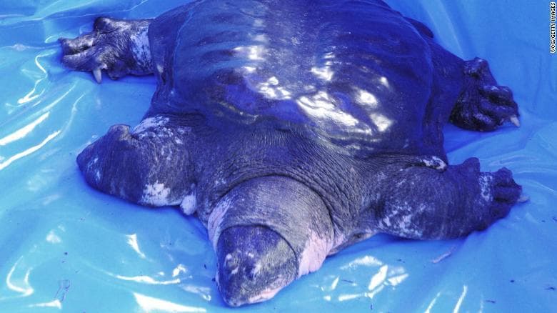 Fallece tortuga Yangtzé de Caparazón blando, era la última hembra de su especie