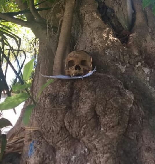 Hallan cráneo humano en Solidaridad