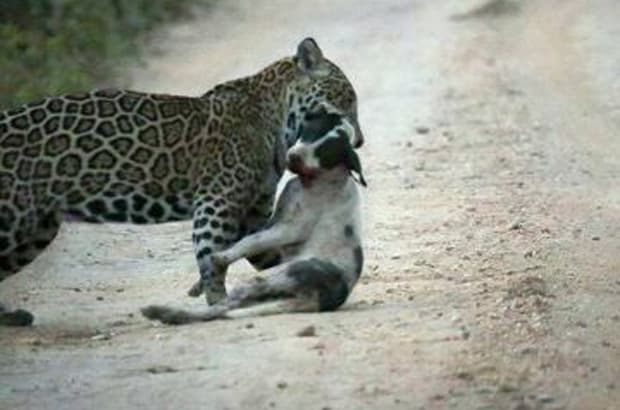 Jaguares deambulan en el basurero de Playa del Carmen en busca de comida