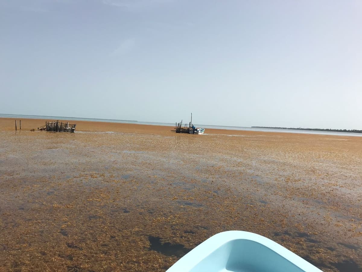 Inviable, estrategia de Semar para extraer sargazo: UNAM