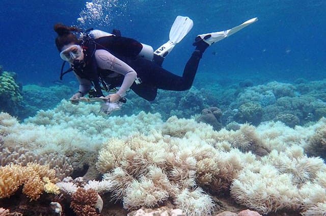 Califican de "traidores" a los guías que permiten tocar el arrecife