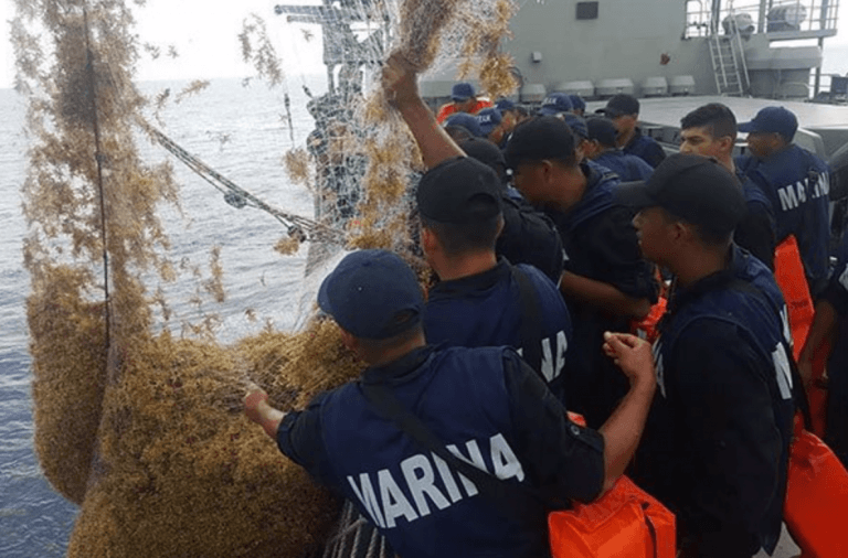 En dos días helicópteros y barcos de guerra recogen 10 toneladas de sargazo