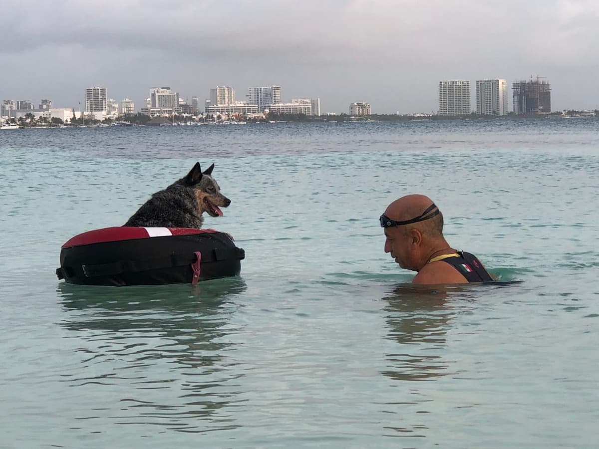 Perrita y dueño cruzarán a nado de Cancún a Isla Mujeres
