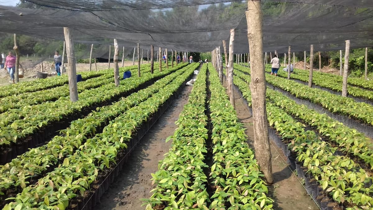 Mejoran cultivos de cacao con sargazo