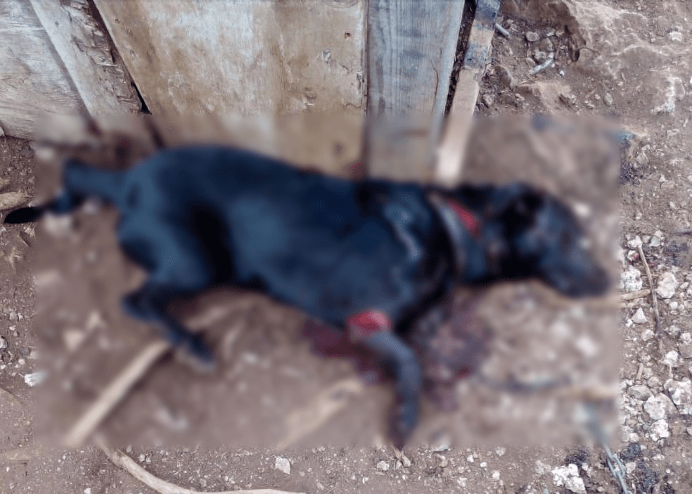 Sujeto mata a perro a machetazos, pero Ministerio Público se negó a actuar