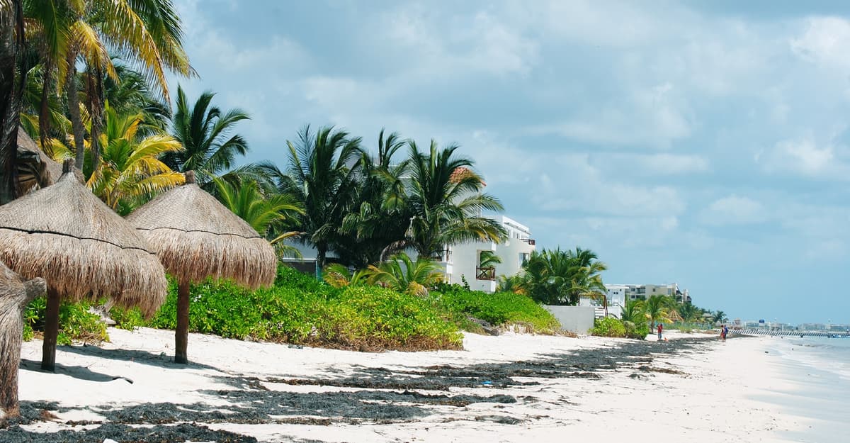 Por daño ambiental, denuncian al desarrollo The Fives Puerto Morelos ante PROFEPA