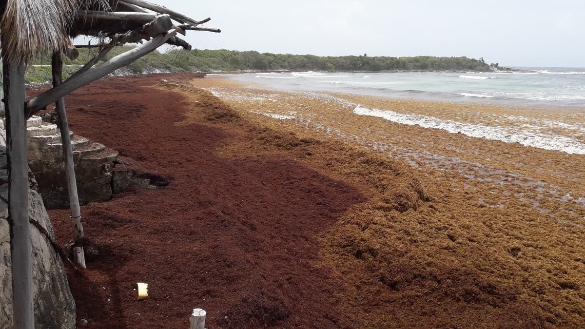 Ante sargazo, Quintana Roo propone tener plan DN-III