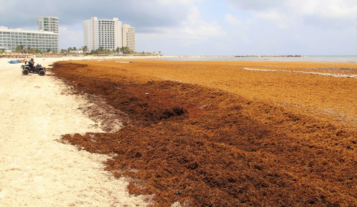 Las 48 horas más terribles de arribo de sargazo a playas de Cancún