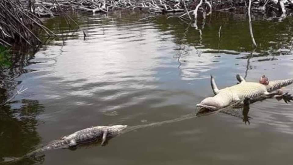 Mueren 2 cocodrilos por red ilegal en Mahahual