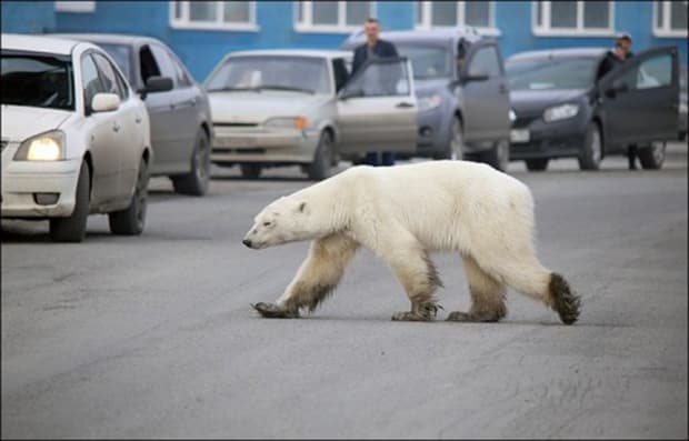 Encuentran a oso polar buscando comida en la ciudad