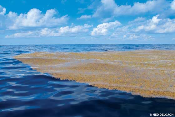 Sargazo ya amenaza también a África y Europa