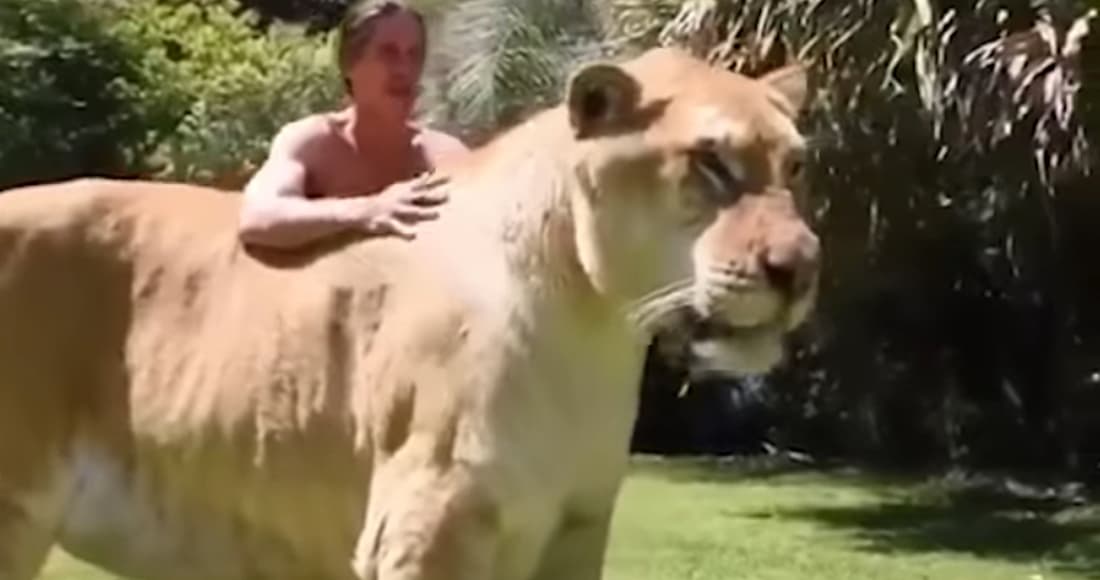 Ligre es captado en video e impresiona por su gran tamaño